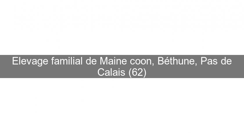 Elevage familial de Maine coon, Béthune, Pas de Calais (62)