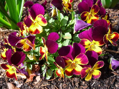 Jardin : ces fleurs d'hiver qui annoncent le printemps