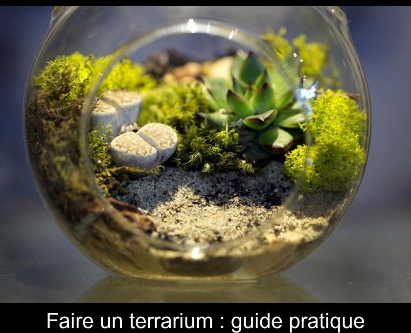 Le Terrarium de Succulentes et Plantes grasses - Taille S