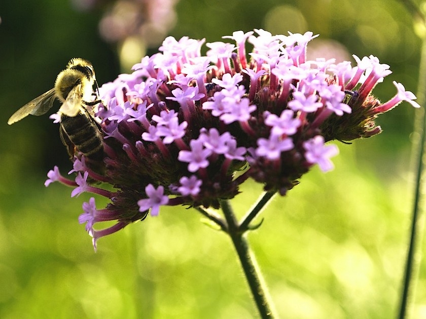 Quelles sont les fleurs les plus mellifères ?