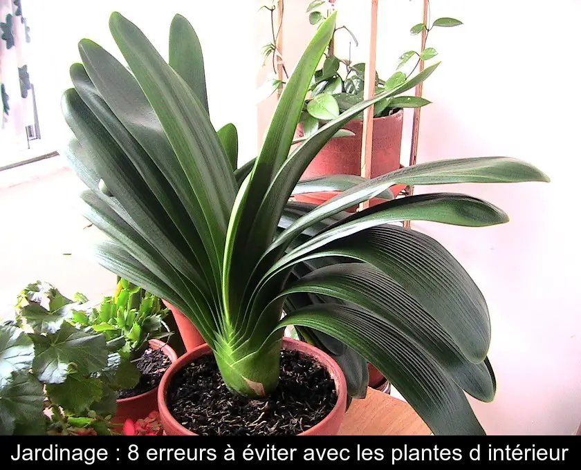 Arrosoir pour plante d'intérieur France