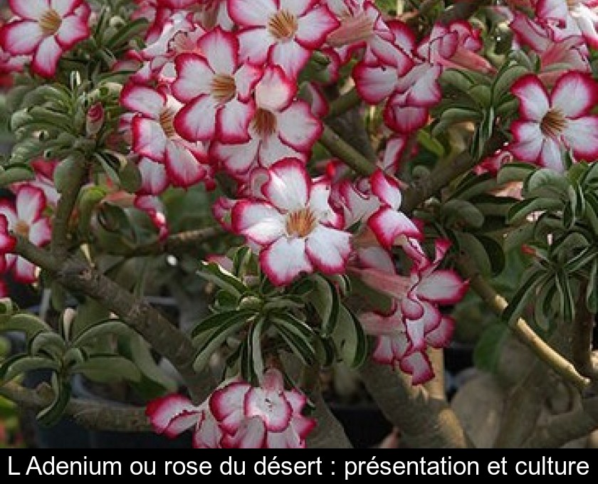Plante Adenium, rose du désert