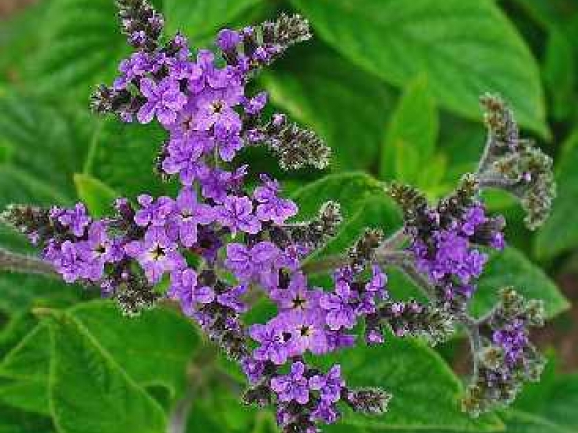 thumb l heliotrope   plantation et entretien 6350