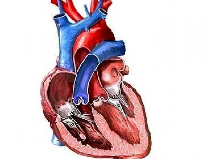 L'infarctus du myocarde : définition, symptômes et prévention