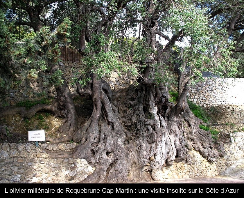 L'olivier millénaire de Roquebrune-Cap-Martin : une visite insolite sur la Côte d'Azur
