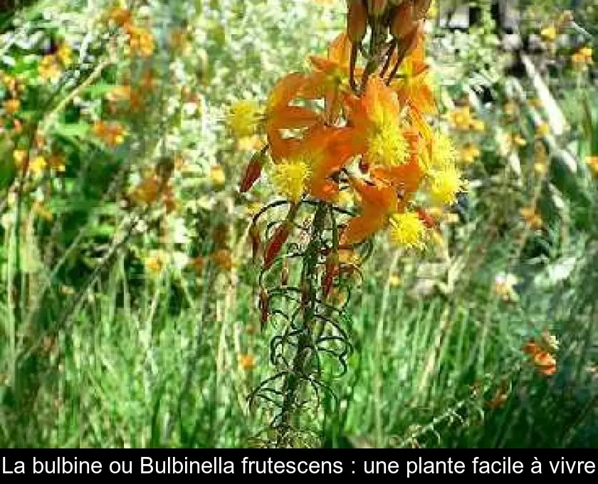 La bulbine ou Bulbinella frutescens : une plante facile à vivre