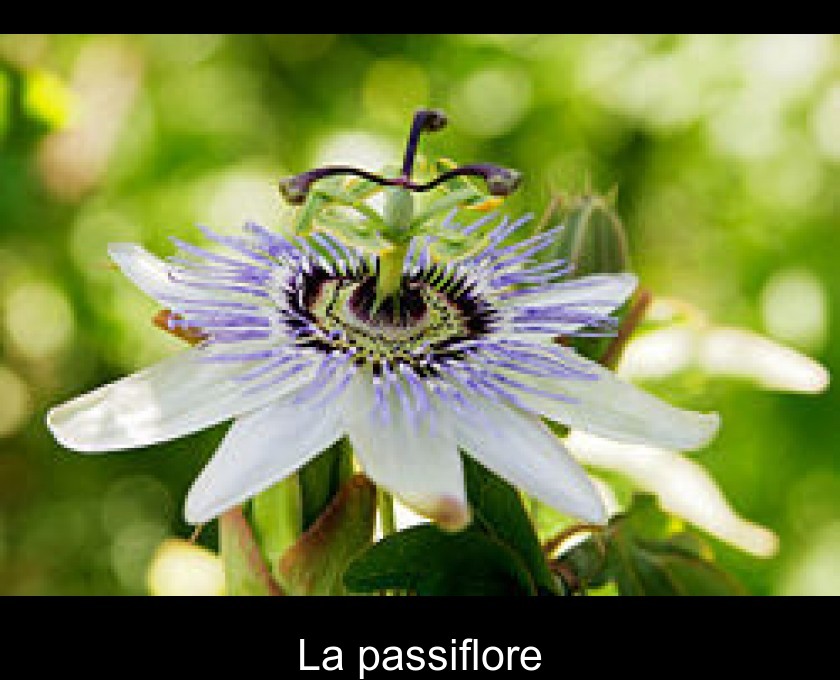 La passiflore bleue (Passiflora caerulea), grimpante un peu frileuse :  plantation, entretien