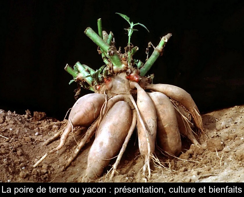 La poire de terre ou yacon : présentation, culture et bienfaits