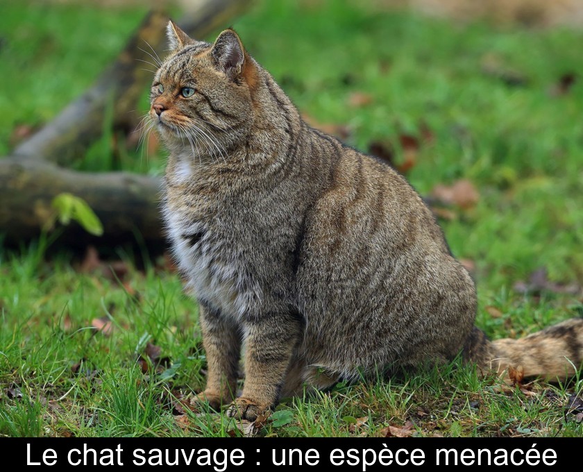 Le Chat Sauvage Une Espece Menacee