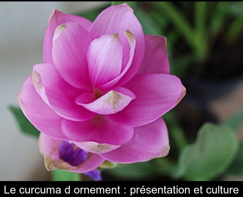 fleur de curcuma
