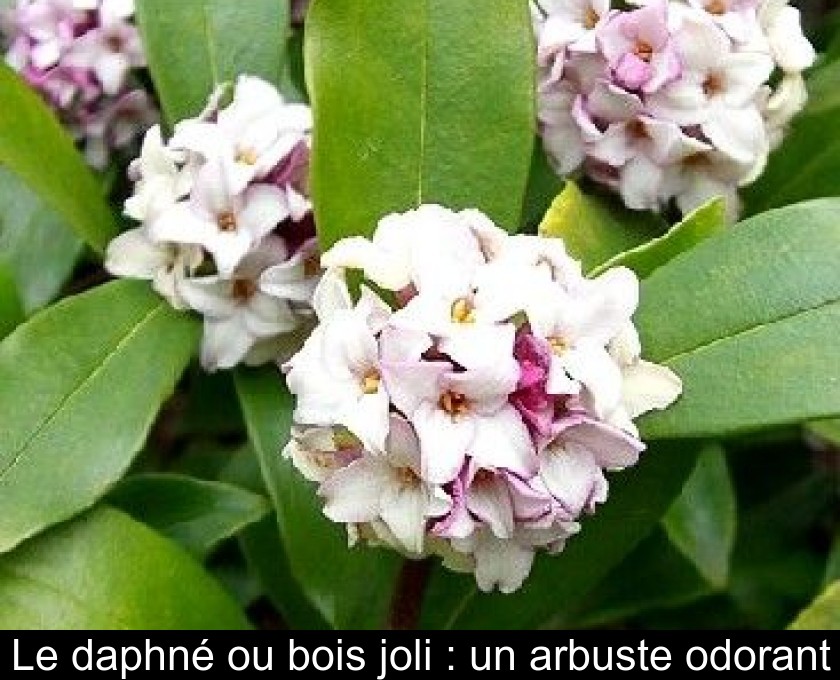 Le daphné ou bois joli : un arbuste odorant