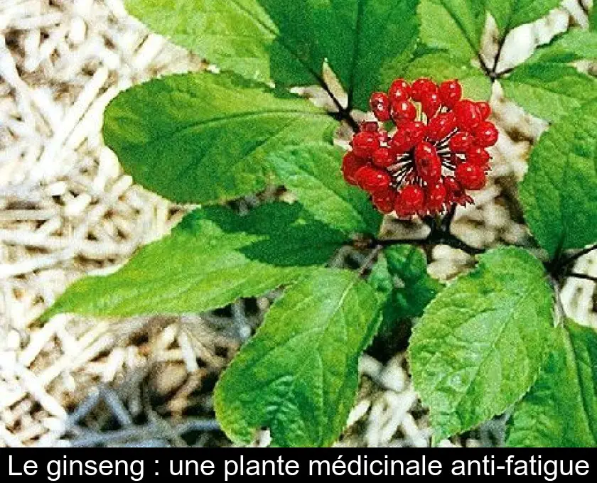 Le ginseng : une plante médicinale anti-fatigue