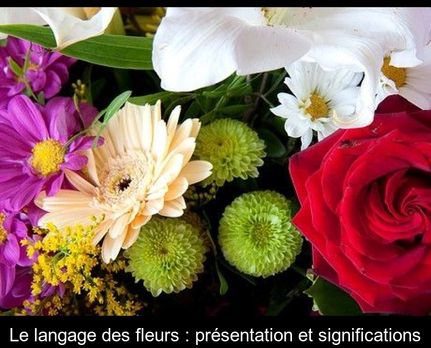 Guide du langage des fleurs : transmettre le bon message