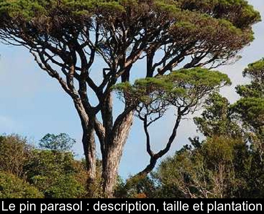 Sentimenteel Belangrijk nieuws Meter Le pin parasol : description, taille et plantation