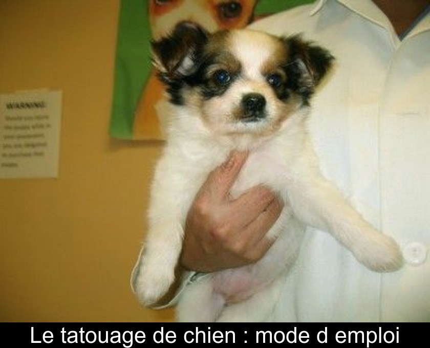 Le Tatouage De Chien Mode D Emploi