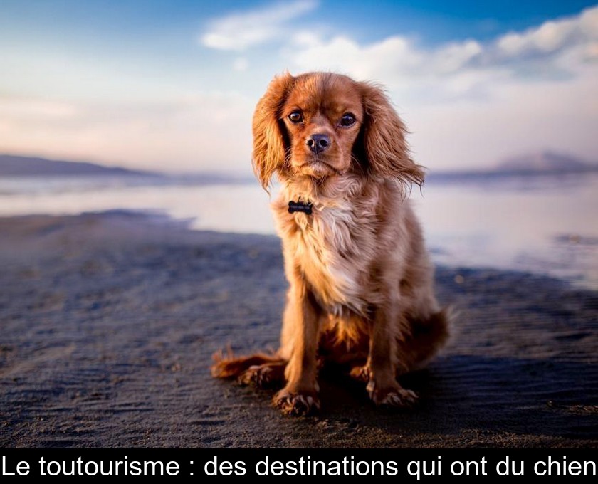 Le toutourisme : des destinations qui ont du chien