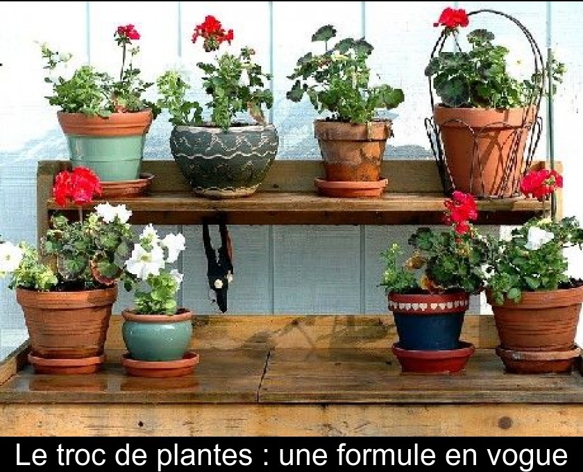 Le troc de plantes : une formule en vogue