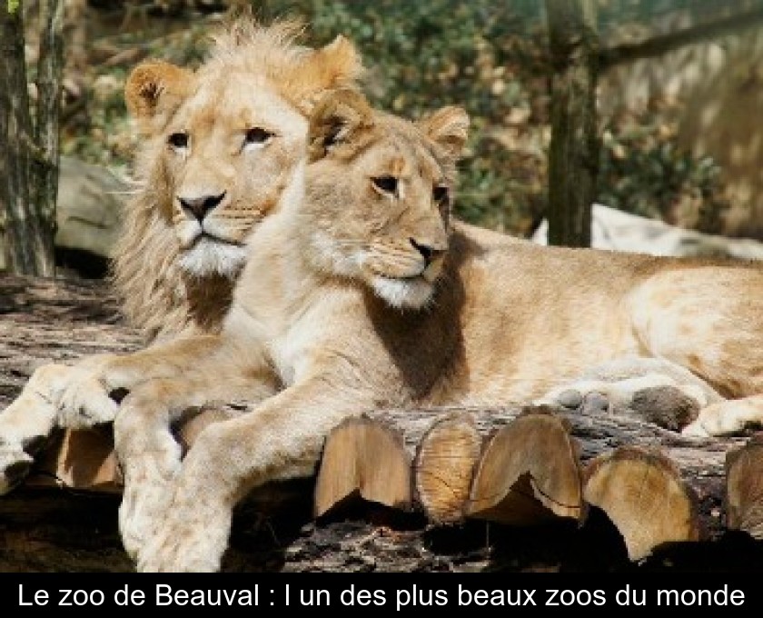 Le zoo de Beauval : l'un des plus beaux zoos du monde