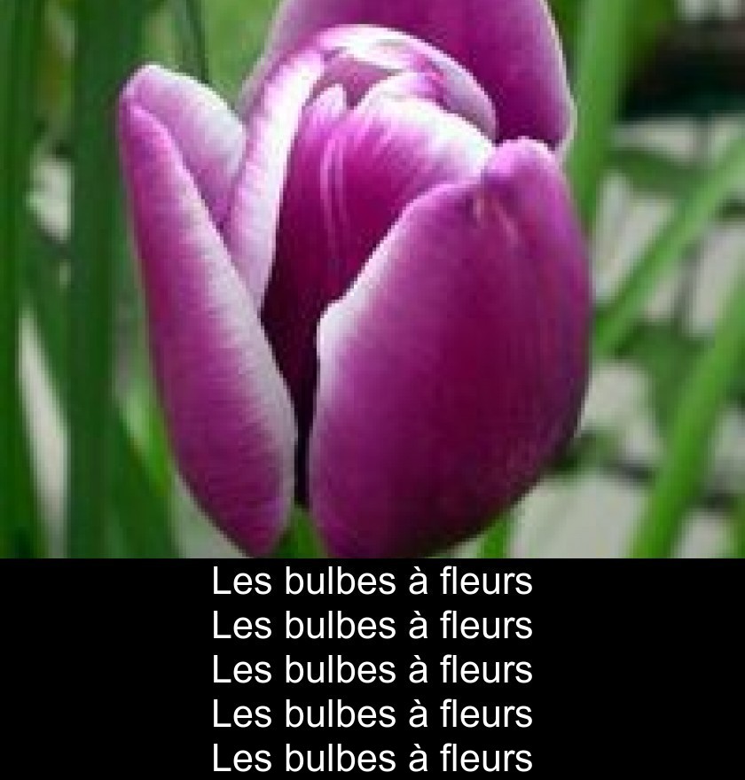 Bien conserver les bulbes de tulipes 