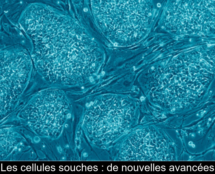 Les Cellules Souches : De Nouvelles Avancées