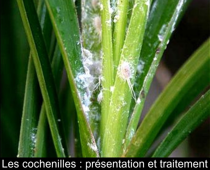 Cochenille : traitement et solutions pour vos plantes