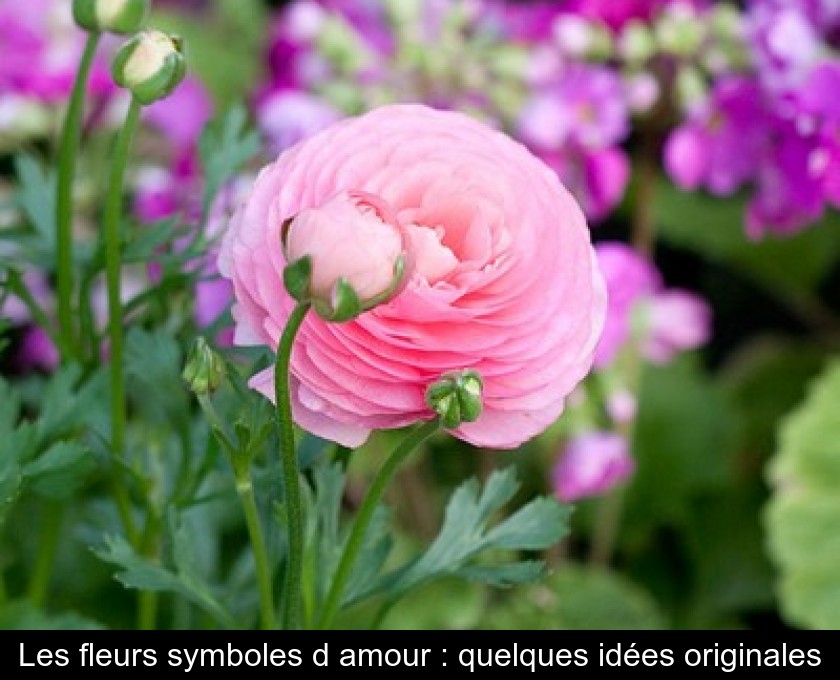 Les plus belles fleurs symbole d'amour