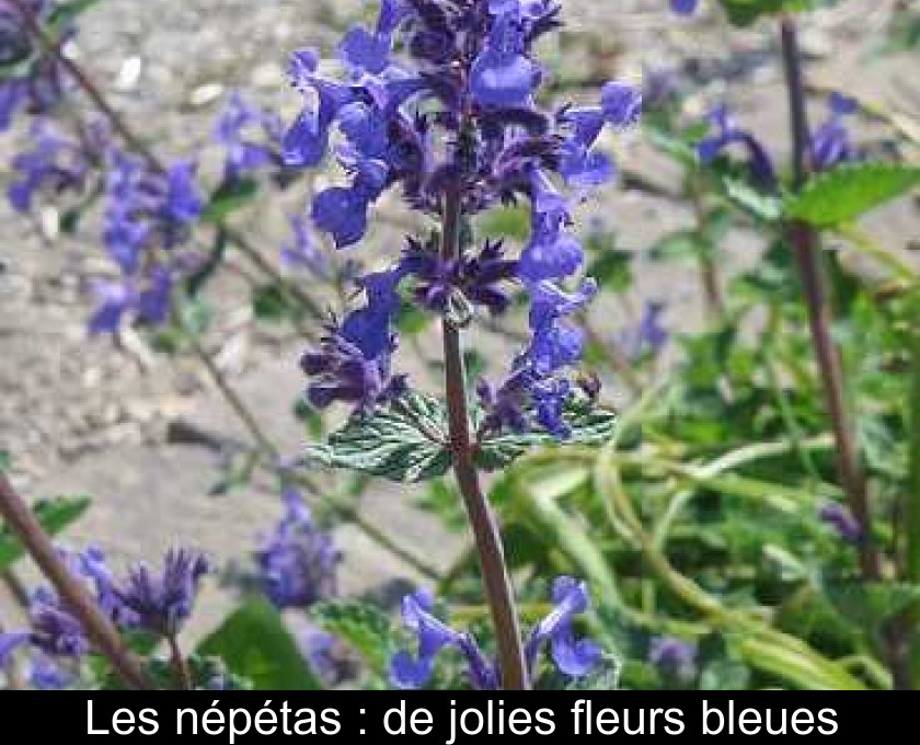 Nepeta x faassenii - Herbe à chat - plante vivace pour jardin sec