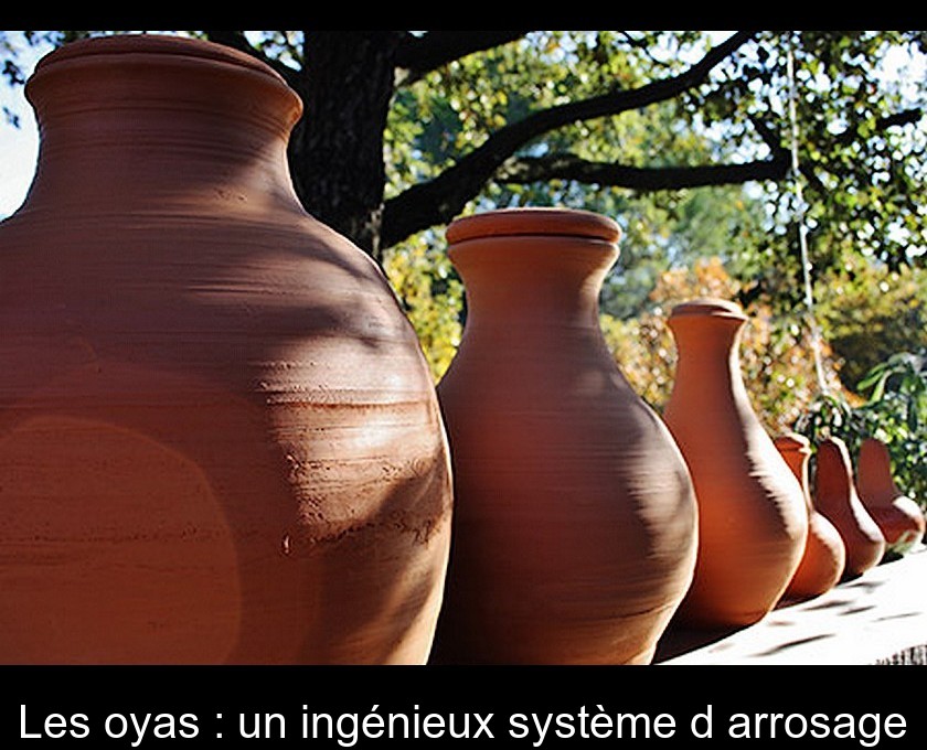 Utiliser les oyas au jardin pour moins arroser