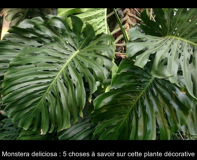 https://www.gralon.net/articles/vignettes/thumb-monstera-deliciosa---5-choses-a-savoir-sur-cette-plante-decorative-10583.jpg