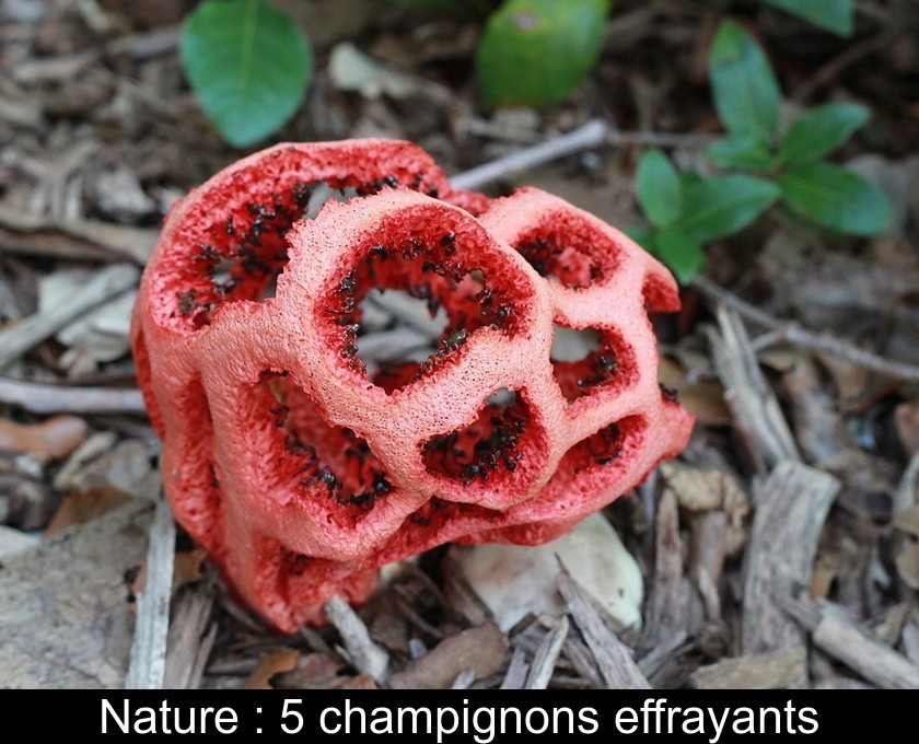 Nature : 5 champignons effrayants