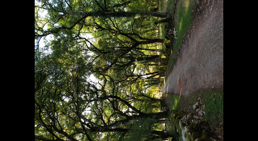 A l’écoute de la forêt - expo et balade crépusculaire