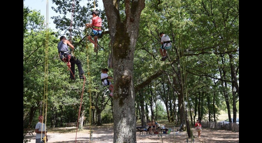Été actif : grimpe d'arbres