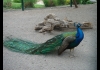 Photo Paon mâle au parc phoenix