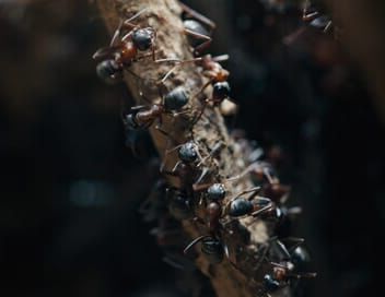 Les fourmis