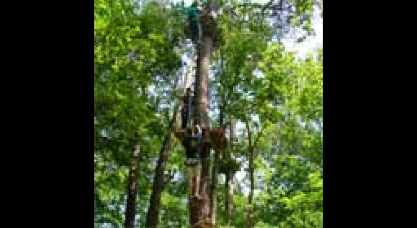 Aventure acrobratique dans les arbres